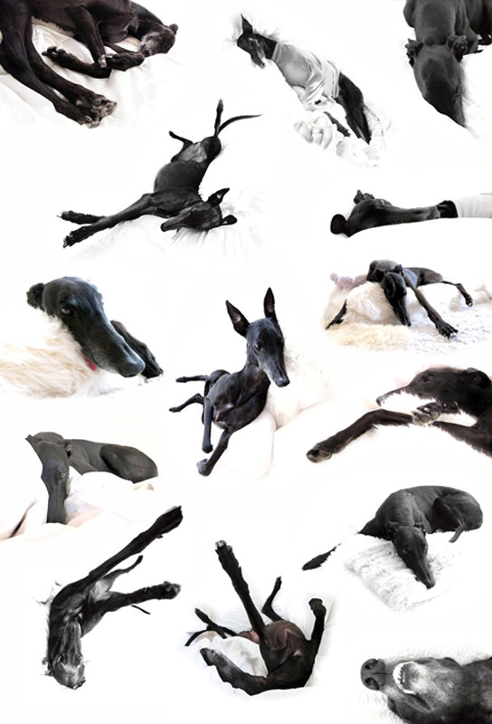 2015-Sonata---Lucy-Sonorous-Repose